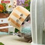 猫猫大王之职场打工记